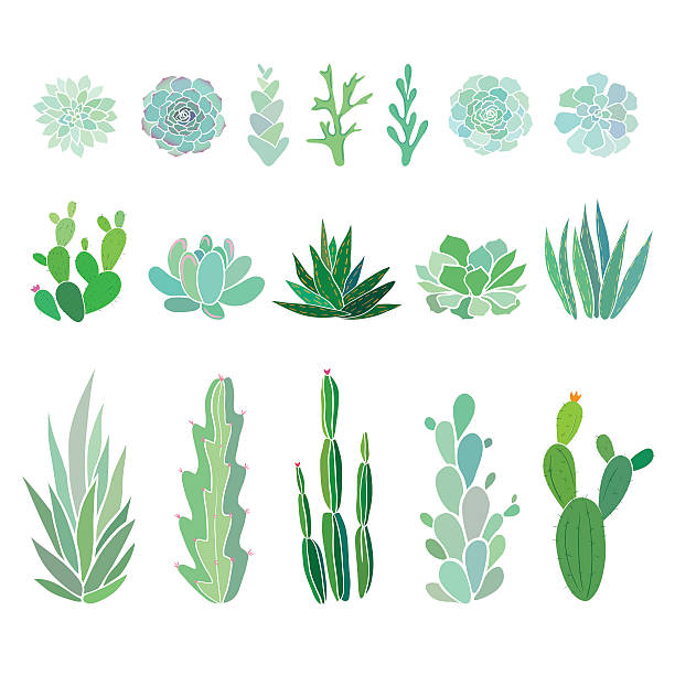 ilustraciones, imágenes clip art, dibujos animados e iconos de stock de gran conjunto con cactuses y plantas suculentas - flower single flower leaf tree