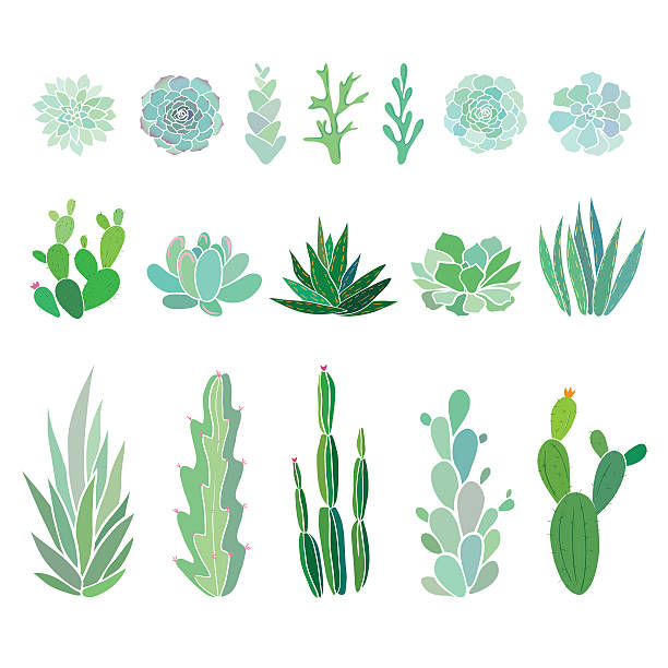 illustrazioni stock, clip art, cartoni animati e icone di tendenza di grande impostare con cactuses e succulents - cactus single flower flower nature