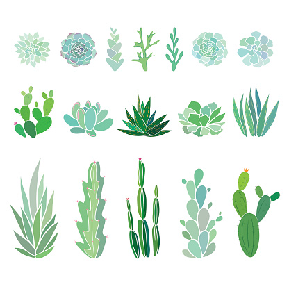 succulents and cactuses isolated on white, vector floral illustration