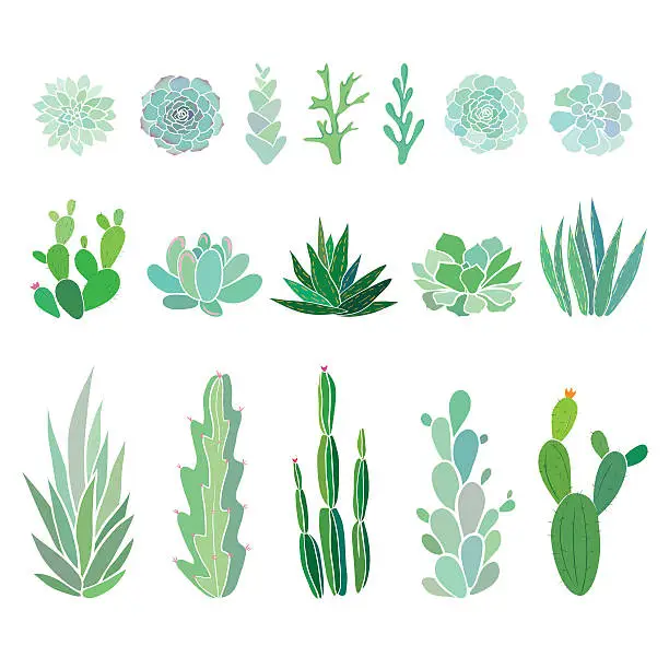 Vector illustration of big set with cactuses and succulents