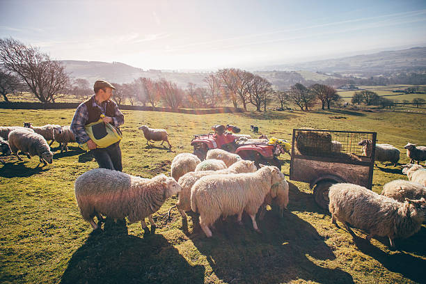 istock Farmer Putting Out Feed for the Sheep 532334434