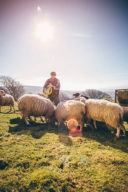 istock Farmer Putting Out Feed for the Sheep 532334836