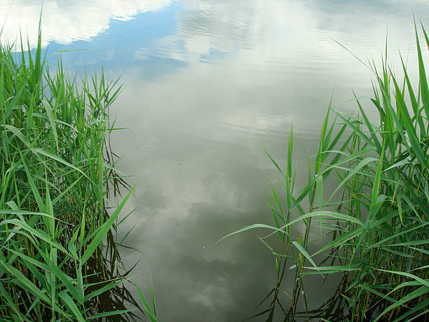 istock Pieces of reeds 532335456