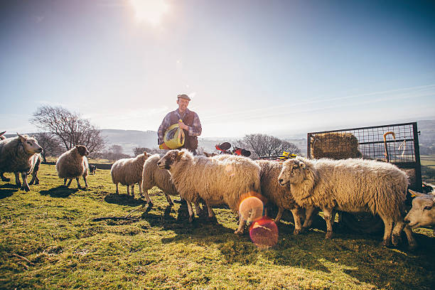 istock Farmer Putting Out Feed for the Sheep 532335518