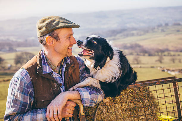 성숙한 농부 및 그의 양치기개 - sheepdog 뉴스 사진 이미지