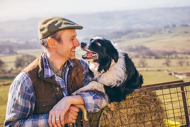 Mature farmer and his sheepdog sitting on a bale of hay. He is laughing as he greets the dog.