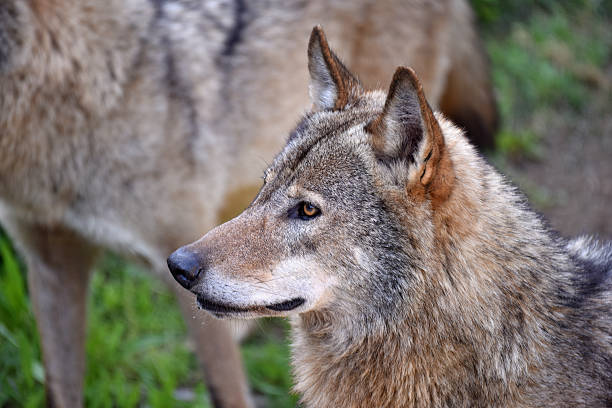 серый волк - michele canini стоковые фото и изображения