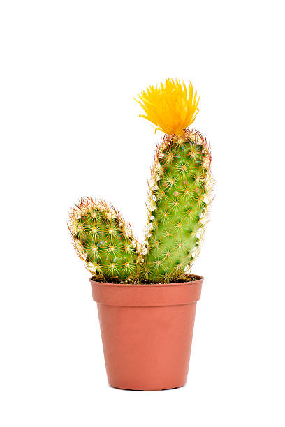 istock ladyfinger cactus with a yellow flower 532336644