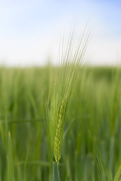 istock Ear of grain on a green field 532336688