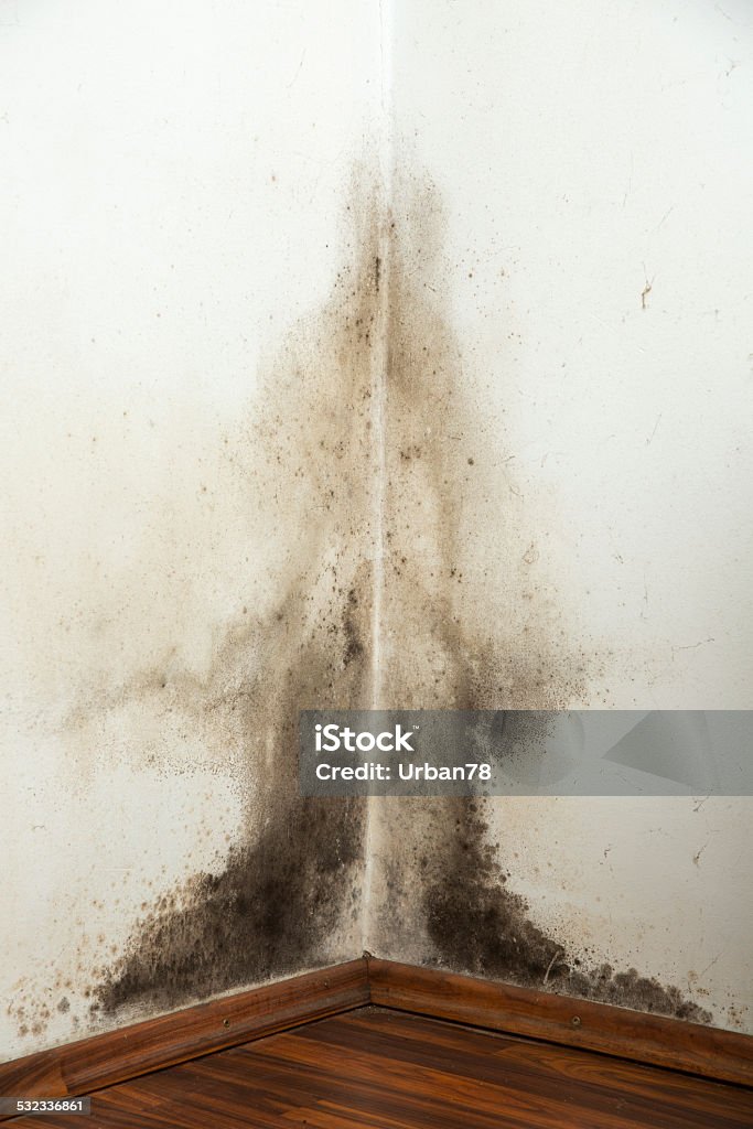 Black mould on a wet wall Black mould buildup in the corner of an old house 2015 Stock Photo