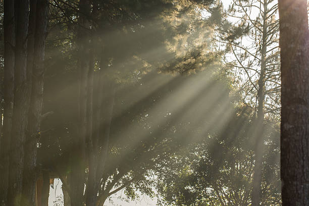 pinheiro kesiya raio de sol - kesiya imagens e fotografias de stock