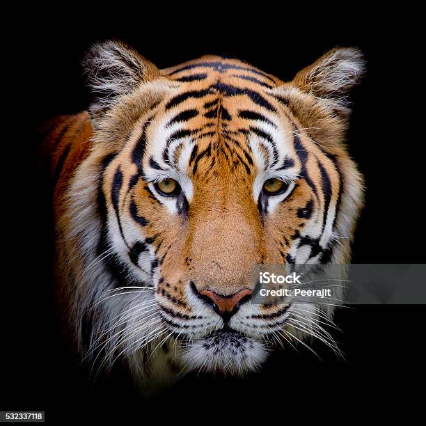 Tiger Stock Photo - Download Image Now - Africa, Aggression, Animal