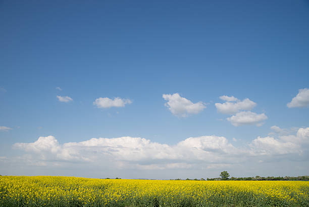 istock The cultivation of summer rape 532337184