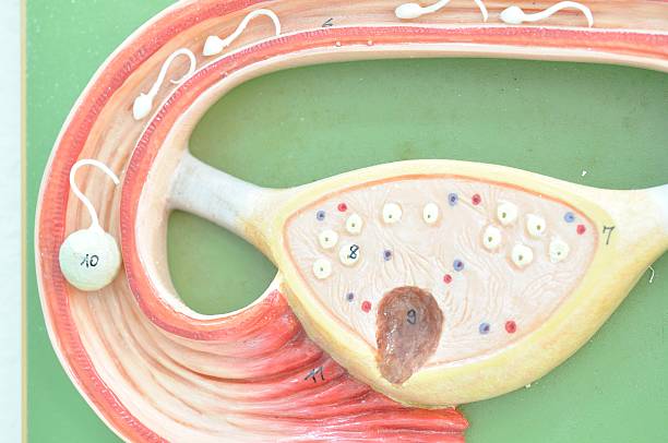 istock close up to woman reproductive system 532337265