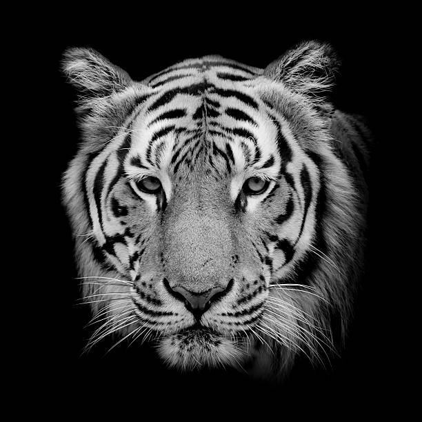 istock Black & White Beautiful tiger - isolated on black background 532337436