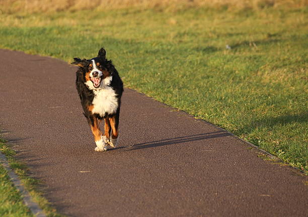 istock Bernese Mountain Dog Running 532337733