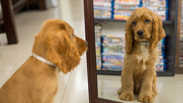 istock Cocker Spaniel English looking in the Mirror 532337783