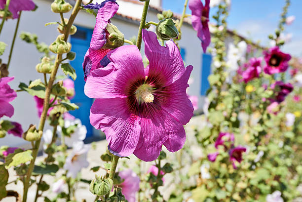 Hollyhock in an empty street in a village on Ile d'AIx of France.