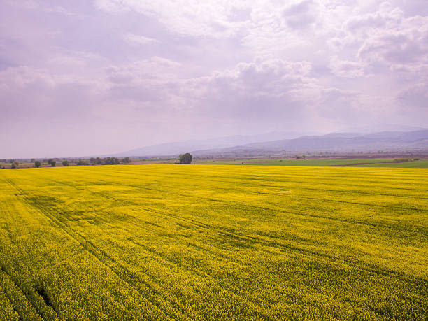 istock Aerial view of rapeseed field 532338118