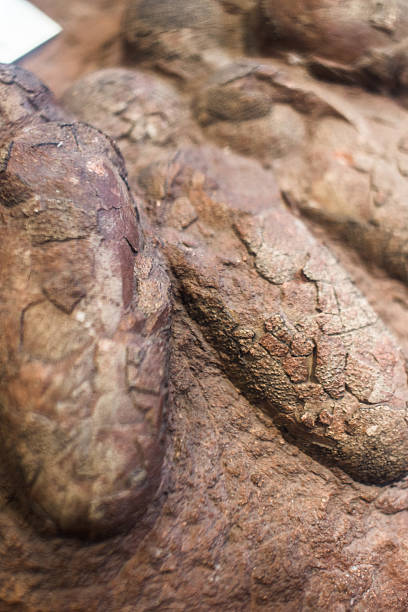 Extinct reptile skeleton in fossil stone. Science discovery in nature