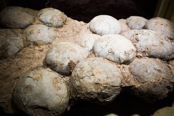 Fossilised eggs of a Hadrosaur dinosaur stock photo