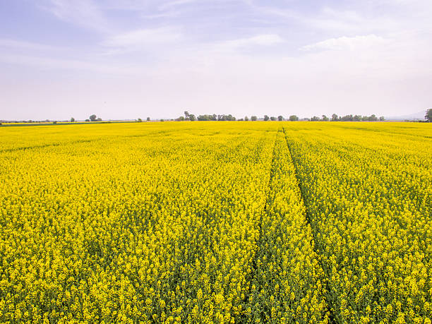 istock Aerial view of rapeseed field 532338420