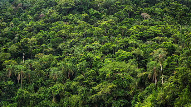 üppigen tropischen regenwald in brasilien - rio de janeiro brazil landscape south america stock-fotos und bilder