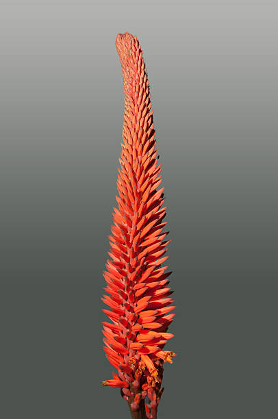 Aloe Flowers stock photo
