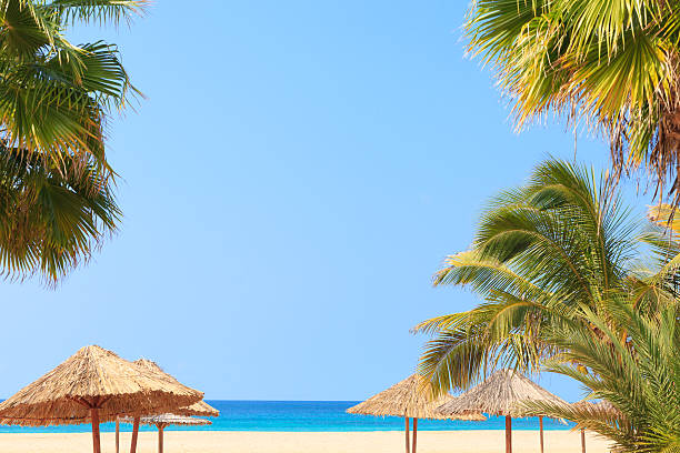 istock Green tree on a white sand beach- Cape Verde 532338797