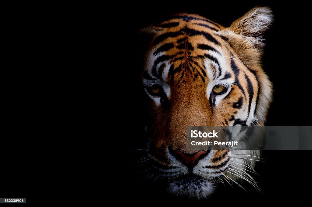 Tiger - 로열티 프리 인도호랑이 스톡 사진
