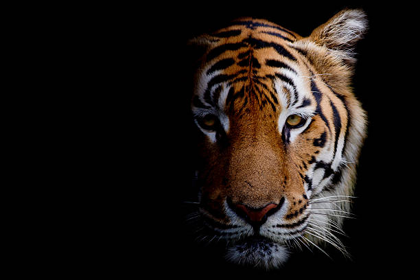 tigre - bengal tiger imagens e fotografias de stock