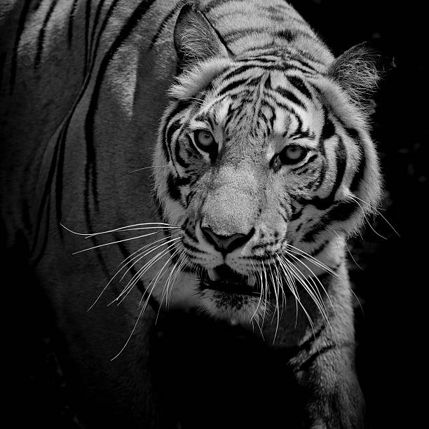 istock Black & White Beautiful tiger - isolated on black background 532340300