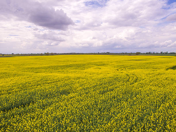 istock Aerial view of rapeseed field 532340392
