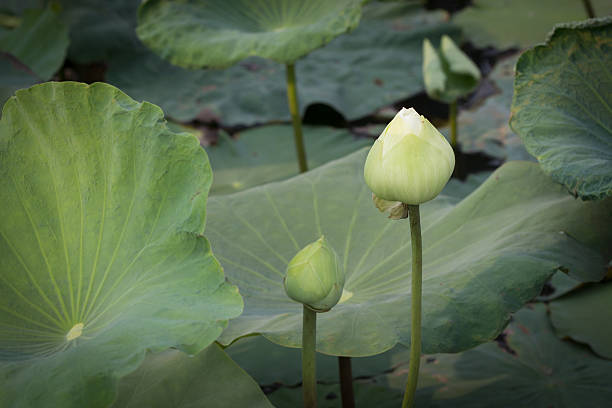 istock lotus flower blossom 532341174