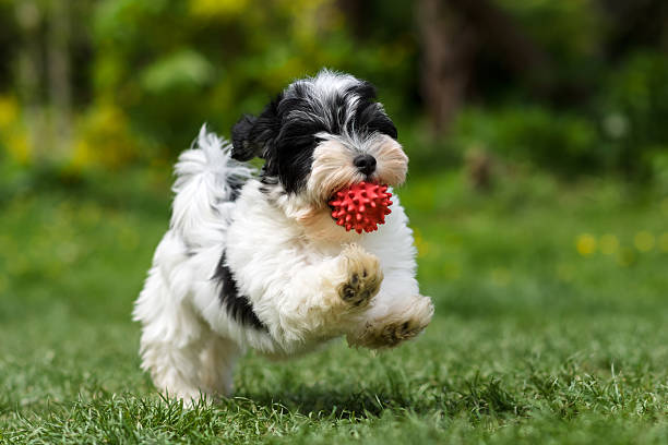 zabawny hawańczyk-rasa psów szczenię biegania z jego piłka - spotted dog zdjęcia i obrazy z banku zdję�ć