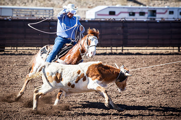 team roping wettbewerb - rodeo cowboy motion horse stock-fotos und bilder