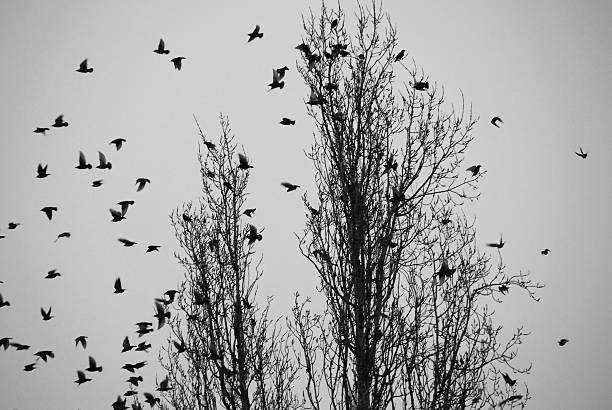istock Waiting for the winter. Bird meeting 532344214
