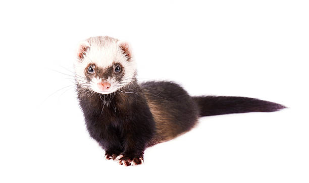 istock Cute little ferret isolated 532345122