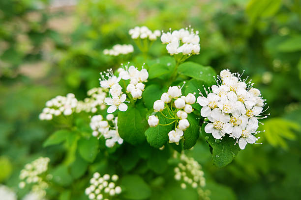 Pyracantha flowers. Natural spring background.