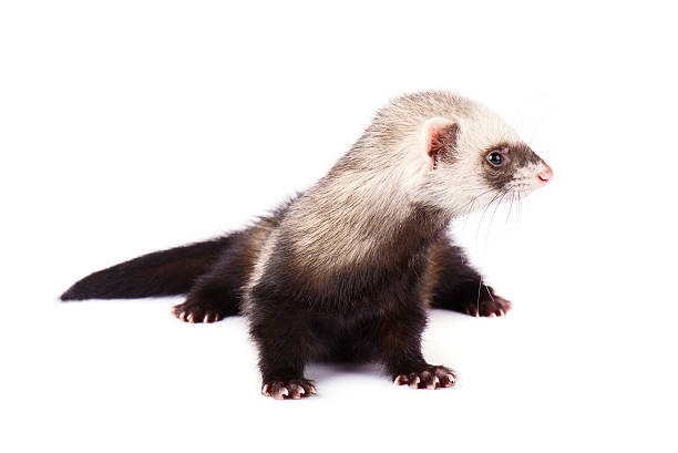 istock Ferret sitting and looking away in front isolated of white 532345346