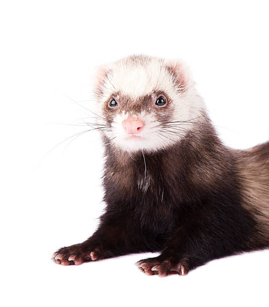 istock Cute little ferret isolated on white 532345412