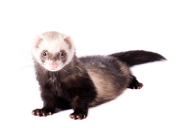 istock Ferret in full growth lies isolated 532345716
