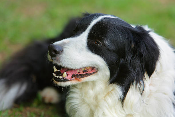 istock Border Collie puppy portrait 532346014
