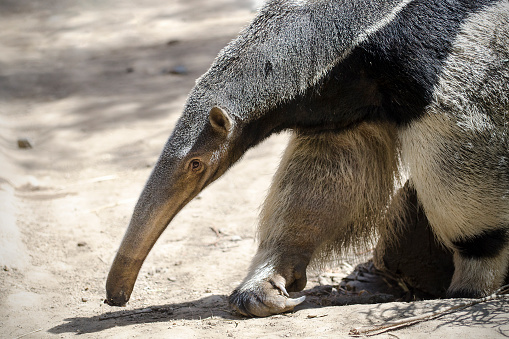 Giant anteater, Myrmecophaga tridactyla, walking on fist with claws curved back.