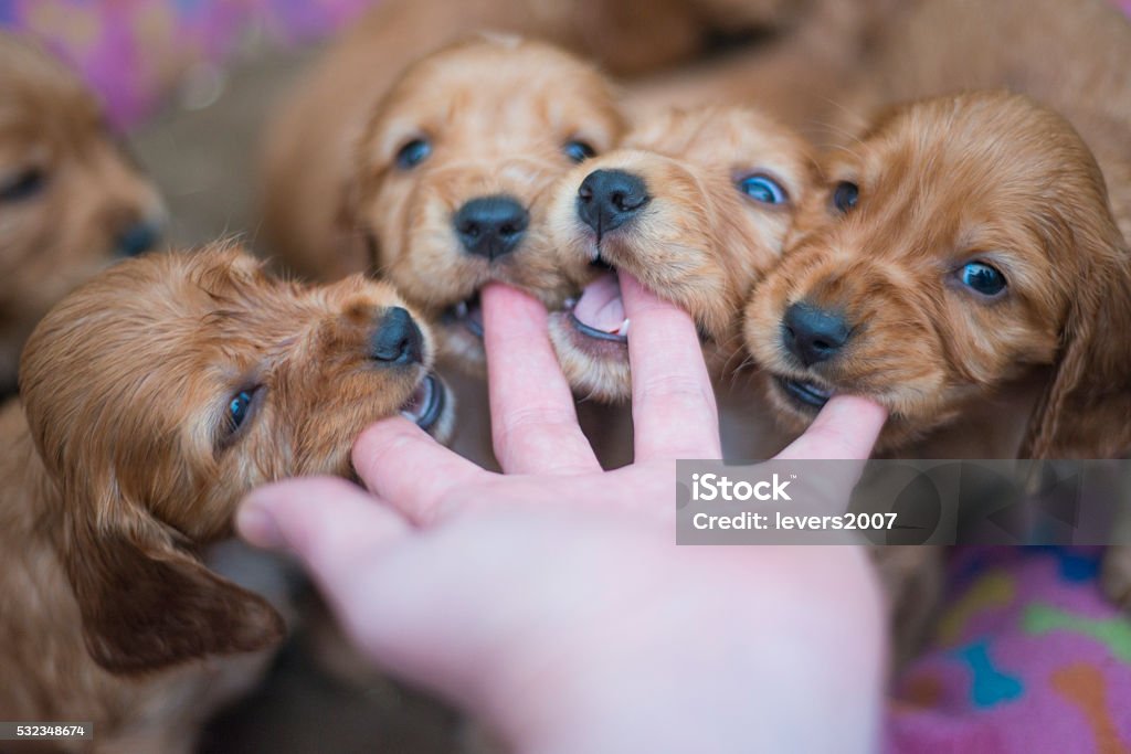POV of puppies chewing on a hand English springer spaniel puppies chewing on a male hand, point of view, POV.  Puppy Stock Photo