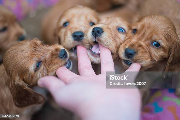 Pov Of Puppies Chewing On A Hand Stock Photo - Download Image Now - Puppy, Biting, Young Animal