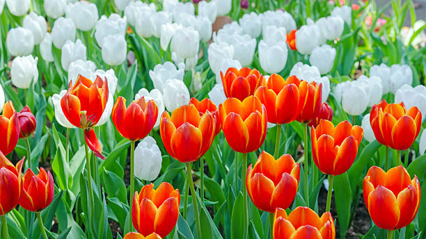 istock beautiful bouquet of tulip, selective focus 532349480