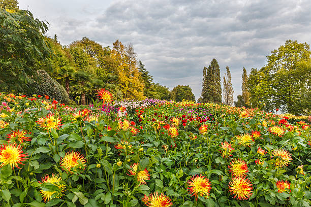 Konstanz, Germany - September 24, 2014: Flowerbed with dahlias on Mainau Island, in the Lake Constance, famous for its parks and gardens. Every years more than a million of visitors come on the island and stroll among multicolored flowers and butterflies, deciduous and coniferous trees.