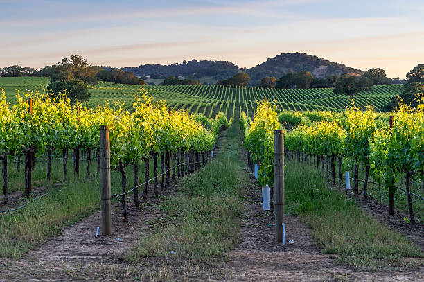 coucher de soleil à healdsburg, en californie - napa valley vineyard grape food photos et images de collection