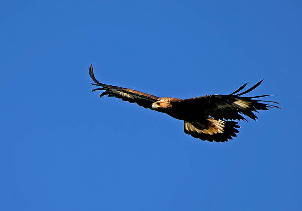 istock Golden eagle, Aquila chrysaetos, Flying 532350691